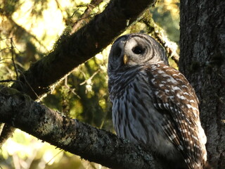 Barred Owl looking up