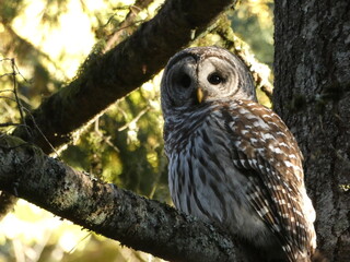 Eventide Barred Owl