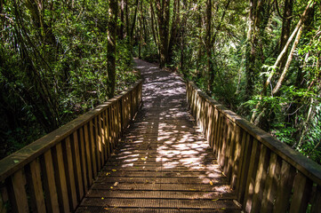 Fototapeta premium Wooden path bridge in forest, New Zealand