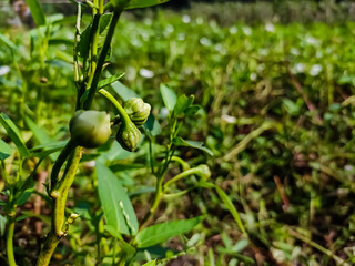 Calystegia sepium is a species of bindweed, with a subcosmopolitan distribution throughout the temperate Northern and Southern hemispheres.