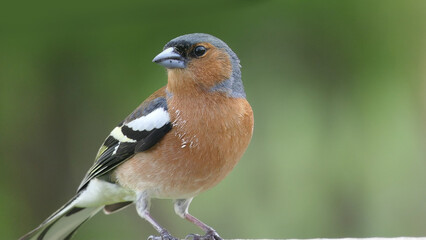 Common Chaffinch sitting on a fence UK