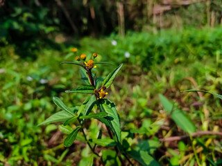 Acmella is a genus of plants in the aster family, Asteraceae, described as a genus in 1807. It is native to the Americas and has been introduced to Asia, Africa, the Pacific islands, and Australia.
