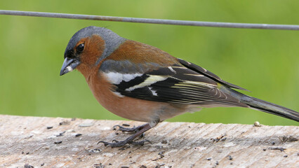 Common Chaffinch sitting on a fence UK