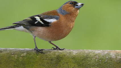 Common Chaffinch sitting on a fence UK