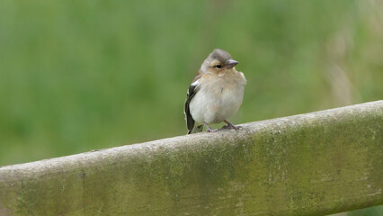 Common Chaffinch sitting on a fence UK