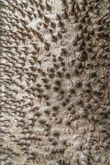 Bombax ceiba textured and surface of the trunk thorny or Kapok tree, Red silk cotton tree for background