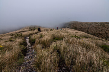 Wooden path Taranaki National park, New Zealand