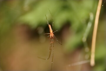 spider on web