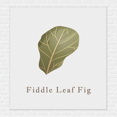 Fiddle leaf fig