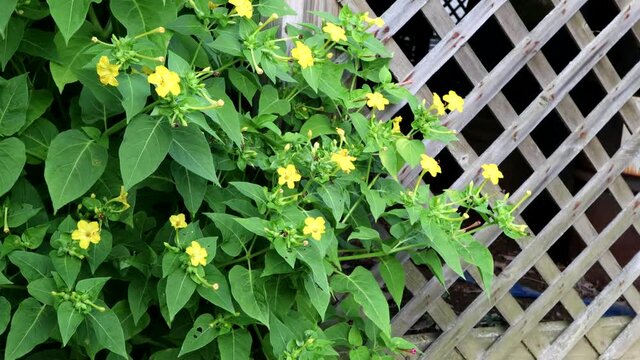 Fragrant yellow 4 o'clock flowers growing by a trellis stir in the summer wind