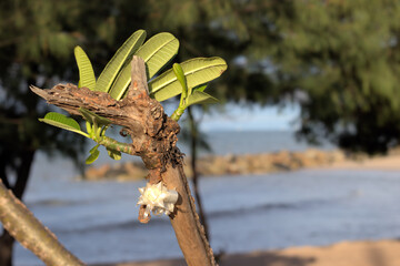 Young branches of a tree bathing in the early morning sunshine