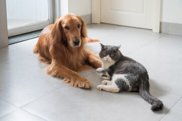 British Shorthair and Golden Retriever