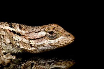 Texas spiny lizard (Sceloporus olivaceus) On black