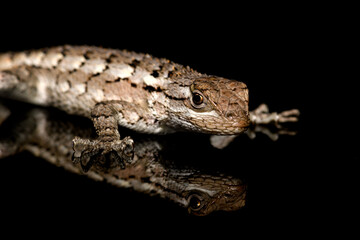 texas spiny lizard (Sceloporus olivaceus) On black