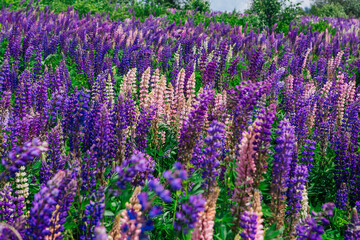 A field of blooming Lupine flowers - Lupinus polyphyllus - garden or fodder plant