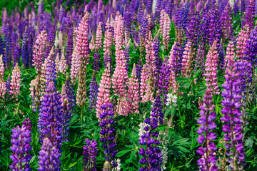 Obraz na płótnie Canvas A field of blooming Lupine flowers - Lupinus polyphyllus - garden or fodder plant