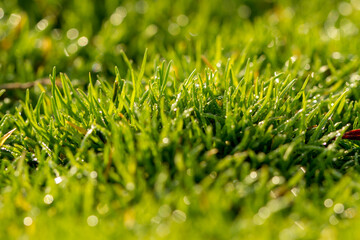 green grass close up