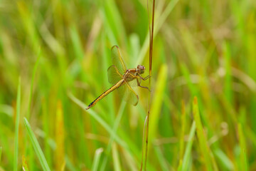 A beautiful brown and gold dragonfly named Needham's Skimmer, Libellula needhami, perched on a plant stem in a  moist, flatwood meadow.