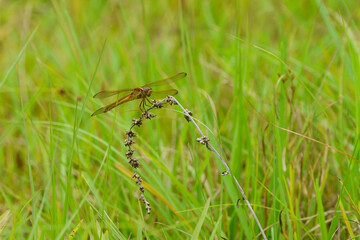A beautiful brown and gold dragonfly named Needham's Skimmer, Libellula needhami, perched on a plant stem in a  moist, flatwood meadow.
