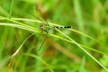 A beautiful green and black dragonfly named Eastern Pondhawk, Erythemis simplicicollis, perched on a plant stem in a moist, flatwood meadow.