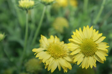 sunflowers at dusk