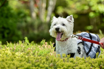 公園でおすましするウェスティ