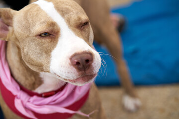 Dog looking at blank space