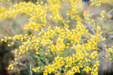 Obraz na płótnie Canvas Close up of yellow wattle flowers, selective focus
