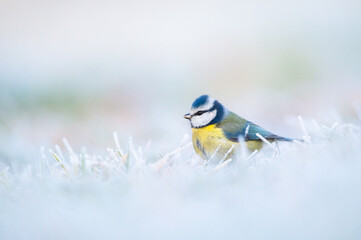 Blue tit on a frosted meadow