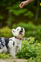 公園でおすましするウェスティ