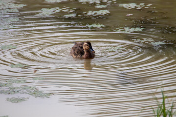 a wild duck on the pond