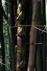 bamboo