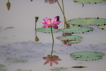 Lotus flower-a symbol of Buddhism