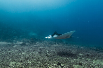 Obraz premium 海底近くを泳ぐ若いナンヨウマンタ、Mobula alfredi (Krefft, 1868)、ミクロネシア連邦ヤップ島
