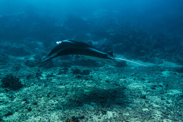海底近くを泳ぐ若いナンヨウマンタ、Mobula alfredi (Krefft, 1868)、ミクロネシア連邦ヤップ島