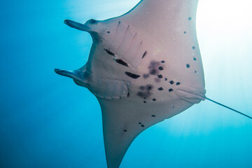クリスタルクリアーな南の海を泳ぐナンヨウマンタ、Mobula alfredi (Krefft, 1868)、ミクロネシア連邦ヤップ島。 ローアングル © Noriyuki