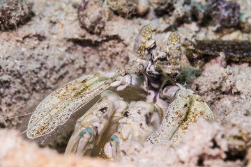 真っ白なサンゴ砂の海底で暮らす白いトラフシャコ属、Lysiosquillina sp. ミクロネシア連邦ヤップ島