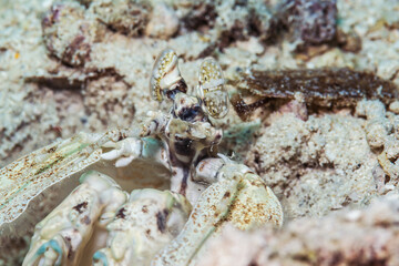 真っ白なサンゴ砂の海底で暮らす白いトラフシャコ属、Lysiosquillina sp. ミクロネシア連邦ヤップ島。