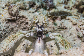 真っ白なサンゴ砂の海底で暮らす白いトラフシャコ属、Lysiosquillina sp. ミクロネシア連邦ヤップ島。フロントビュー