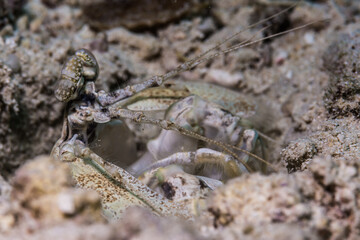 真っ白なサンゴ砂の海底で暮らす白いトラフシャコ属、Lysiosquillina sp. ミクロネシア連邦ヤップ島。サイドビュー