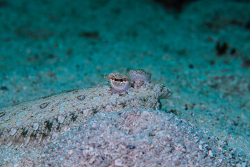 カモフラージュの名人、トゲダルマガレイ・Leopard flounder、Bothus pantherinus (Rüppell, 1830)。(マクロ)ミクロネシア連邦ヤップ島
