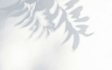 Leaf shadow on wall. Nature tropical leaves tree branch and plant shade with sunlight from sunshine dappled on white wall texture
