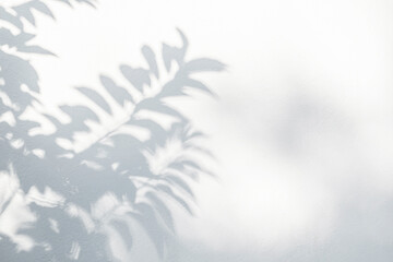 Leaf shadow on wall. Nature tropical leaves tree branch and plant shade with sunlight from sunshine dappled on white wall texture