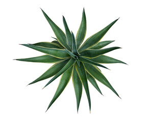 Top view of Agave plant isolated on white background with clipping path. Tropical plant with sharp thorns.