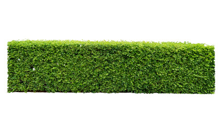 China box-tree bush isolated on white background. Green bush made for fence background in rectangular shaped. Clipping path included. - obrazy, fototapety, plakaty