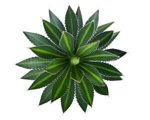 Top view of Agave plant isolated on white background with clipping path. Tropical plant with sharp thorns.