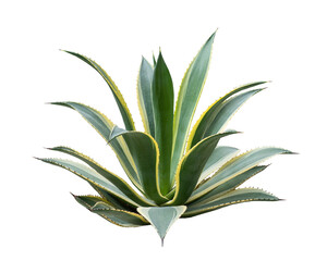 Agave plant isolated on white background with clipping path. Tropical plant with sharp thorns.