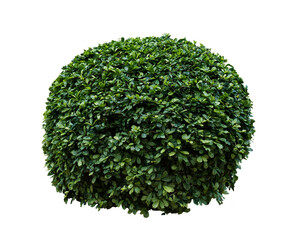 Fukien Tea or Philippine Tea in circular shaped. Tropical green bush isolated in white background with clipping path.