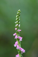 ピンク色のネジバナの花