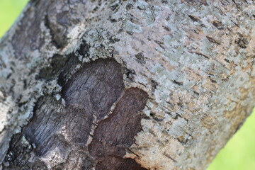 Closeup of the texture of tree bark.